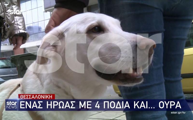Θεσσαλονίκη: Ο σκύλος «ήρωας» που σταμάτησε 3 κακοποιούς σε διαμέρισμα